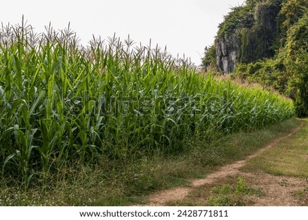 Close-up low angle view of a garden plot, many corn crops growing on the ground near mountains, rocky cliffs and a walkway in the Thai countryside.