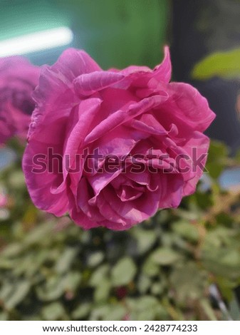 A wonderful pink garden rose in a close-up view of an Indian garden in the winter season. 