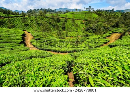 Tea bush covered slopes at beautiful lakshmi tea estate in the kannan devan hills west of munnar, lakshmi, munnar, kerala, india, asia