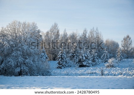 a snowy forest photo at sunrise