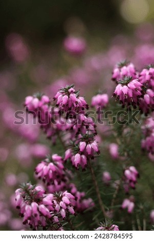 Closeup of beautiful pink heath flowers on a blurred background.