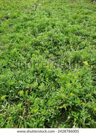 This is a green grass bunch on the field. Royalty-Free Stock Photo #2428786005