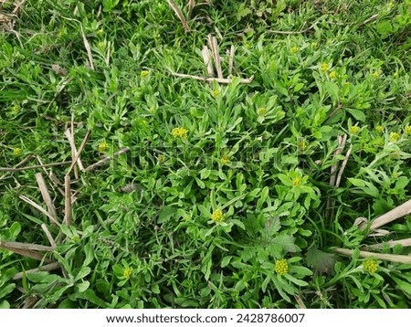 This is a green grass bunch on the field. Royalty-Free Stock Photo #2428786007