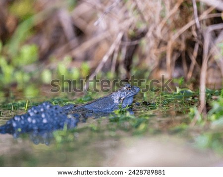 A Frog Sitting in Frogspawn Royalty-Free Stock Photo #2428789881