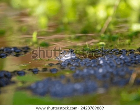 A Frog Sitting in Frogspawn Royalty-Free Stock Photo #2428789889