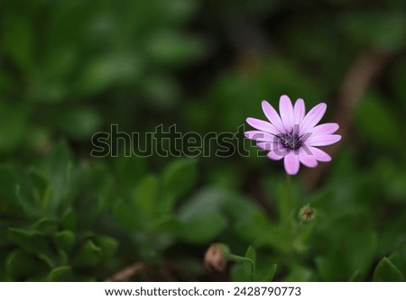 Flowers and Nature: dreamy daisy on bokeh background