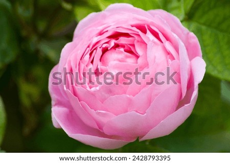 A pink english rose, rosa constance spry taken in june, london, england, united kingdom, europe