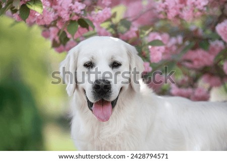 Portrait of a golden retriever in the cherry blossom. 