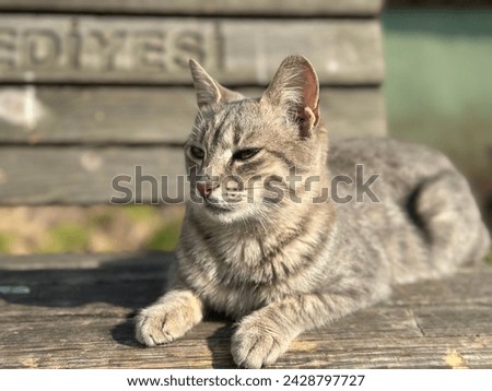 Potrait of cat sitting on wood