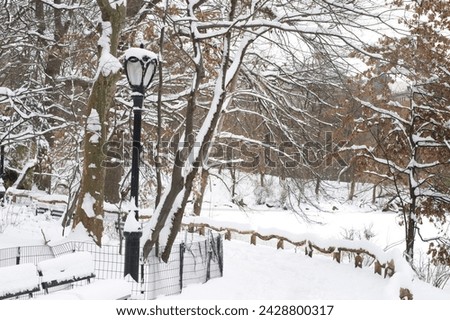 The ramble in central park after a snowstorm, new york city, new york state, united states of america, north america Royalty-Free Stock Photo #2428800317