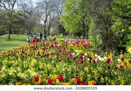 People enjoying a spring day in st. james's park surrounded by brightly coloured tulips, london, england, united kingdom, europe