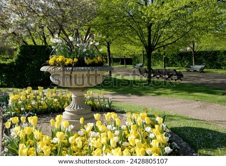 A stone urn planted with narcissus and violas and surrounded by yellow and white tulips in regent's park, london, england, united kingdom, europe