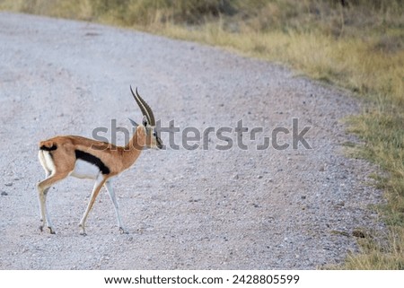 A Thomson's gazelle crossing a road in Amboseli National Park Royalty-Free Stock Photo #2428805599