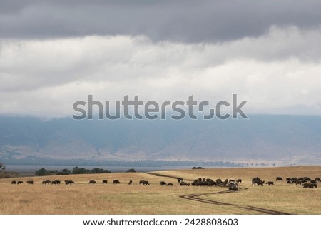 Water buffalo around a safari vehicle in the ngorongoro crater, unesco world heritage site, tanzania, east africa, africa