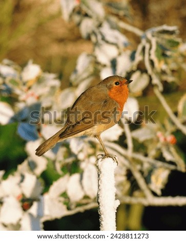 Close-up of a robin (erithacus rubecula) perching on a post