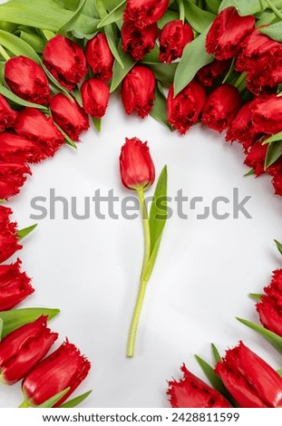 Colorful one red tulip on white background copy space top view, celebration card, home decoration, red spring flowers