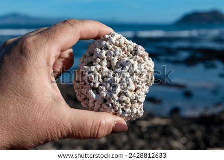 White popcorn shaped corals on white corals beach in Corralejo, Fuerteventura, Canary islands, Spain, travel destination in winter