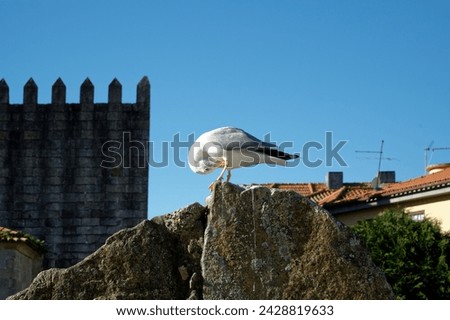 Lone seagull perched on a rock folds onto itself, its figure sharp against the soft blur of ancient castle battlements in the background.
