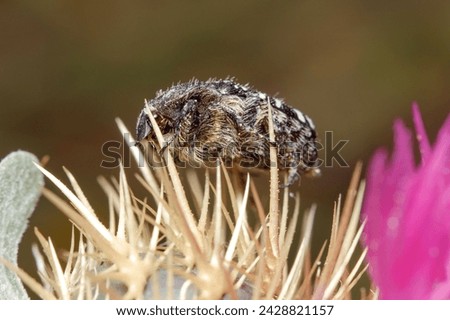White spotted rose beetle, Oxythyrea funesta, posed on a purple flower under the sun Royalty-Free Stock Photo #2428821157