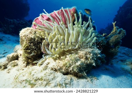 Sea anenome, caribbean sea, central america Royalty-Free Stock Photo #2428821229