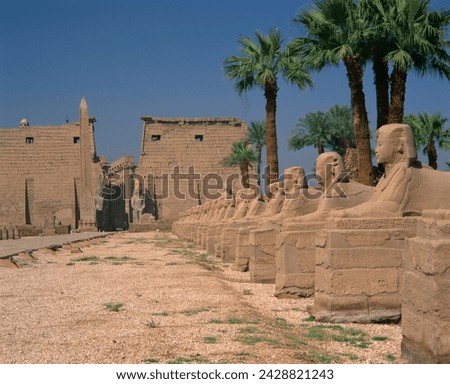 The avenue of sphinxes, leading to the colossi of ramses ii, guarding luxor temple, luxor, thebes, unesco world heritage site, egypt, north africa, africa Royalty-Free Stock Photo #2428821243