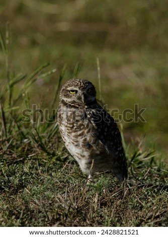 owl standing in the field
