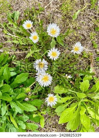 I saw white dandelions for the first time and took a picture. They bloom in spring.