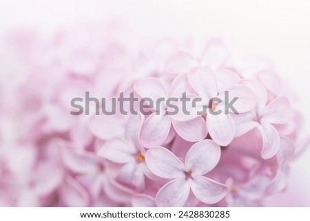 soft, pastel hues of pink lilac flowers in full bloom, creating a serene and dreamlike quality that epitomizes the gentle warmth of a spring afternoon.