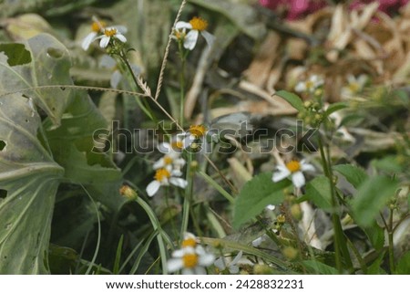 A large pile of Bidens pilosa and discarded vegetable leaves and flowers in the garden Royalty-Free Stock Photo #2428832231