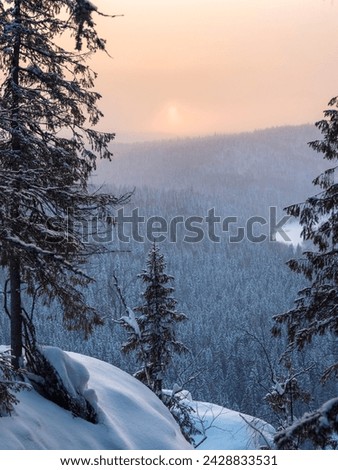 Amazing winter snow-covered mountain trees on the cliff, a soft pink sunset. Beautiful harsh nature of the north, the trees in the snow. Perfect panoramic image, vertical view.