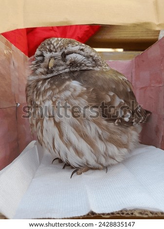 A simple picture of a baby owl sleeping 