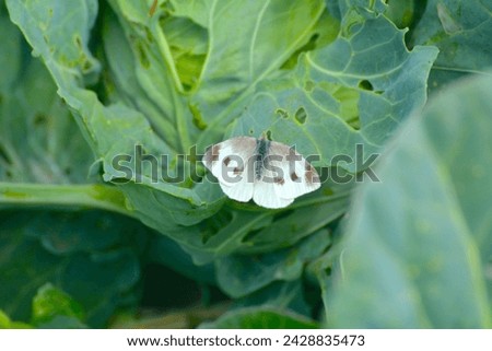 Beautiful Pieris rapae on vegetable leaves