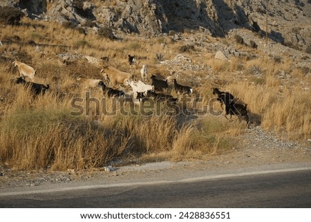 Wild goats ran across the Eparchiaki Odos Lardou-Lindou highway. The wild goat or common ibex, Capra aegagrus, is a wild goat species. Pefki, Rhodes Island, Greece