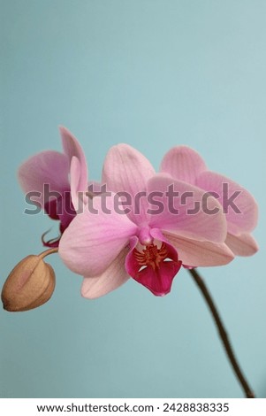 Pink Orchid with delicate petals on blue background, pink orchid with bud macro, flower head, beauty in nature, exotic flower vertical, floral photo, macro photography, stock image 