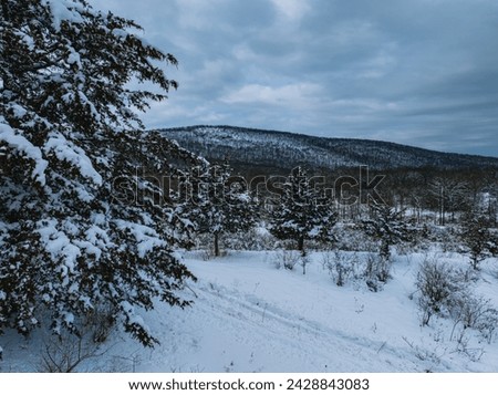 Mystical view of a snow Forest after a storm