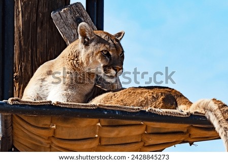 A cougar, Puma concolor, also known as the puma, mountain lion, catamount, or panther keeps a wary eye on the photographer as it basks in the sunshine.