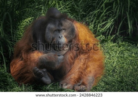 Male Bornean Orangutan (Pongo pygmaeus) - Great Ape Royalty-Free Stock Photo #2428846223