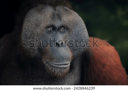 Male Bornean Orangutan (Pongo pygmaeus) - Great Ape Royalty-Free Stock Photo #2428846239