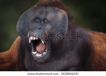 Male Bornean Orangutan (Pongo pygmaeus) - Great Ape with open mouth Royalty-Free Stock Photo #2428846241