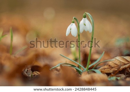 Two snowdrops with colorful background. Galanthus nivalis, the snowdrop or common snowdrop, is the best-known and most widespread of the 20 species in its genus, Galanthus. Royalty-Free Stock Photo #2428848445