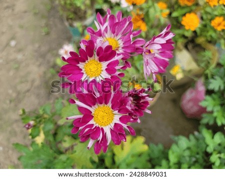 
 Callistephus chinensis ornamental garden blossoms closeup. Cheering floral image with natural sunlight illumination.