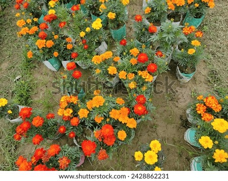 Beautiful Marigold flower (Tagetes erecta, Mexican, Aztec or African marigold) in the garden.Cheering floral image with natural sunlight illumination.