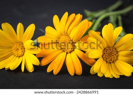 A row of bright orange marigold flowers on black background. Dark floral images for textile, wallpapers or decoration, copy space, close up