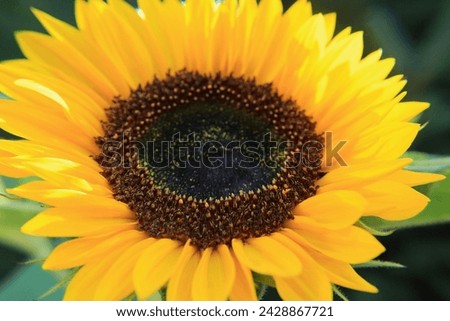 
Bask in the golden glow of nature's radiant beauty with this stunning sunflower picture. Each vibrant petal seems to dance with the sun's warm embrace, capturing the essence of summertime bliss. 