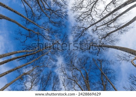 looking up at a group of tall trees, Looking up view of trees and blue sky, Trees reaching the blue sky, tree crowns in spring without leaves on deep blue sky  Royalty-Free Stock Photo #2428869629