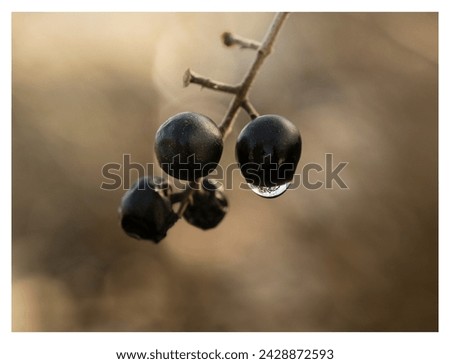 Black berries hang on a twig in a picture with an interesting blurred background in the soft light of a rainy winter day. Winter theme