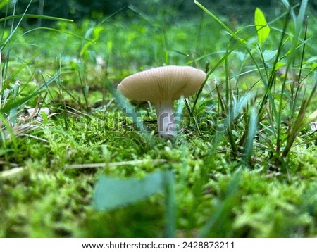 close up detailed mushroom picture