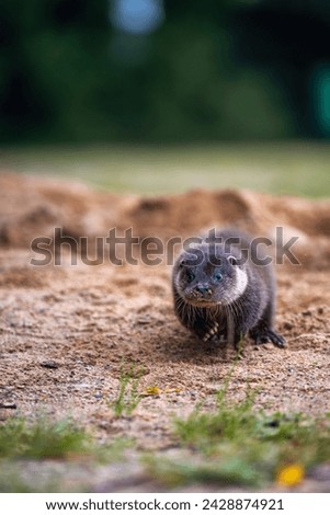 Close-up portrait of a river otter in its natural environment. It is also known as the European or Eurasian river otter, common otter, and Old World otter. Native to Eurasia. Lutra lutra.