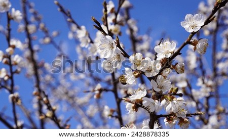 nature with a blooming cherry branch with white flowers on a blue sky background, the concept of a screensaver or postcard for International Women's Day, Easter, birthday. 