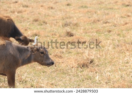 Picture of Thai buffalo calves in the rice fields